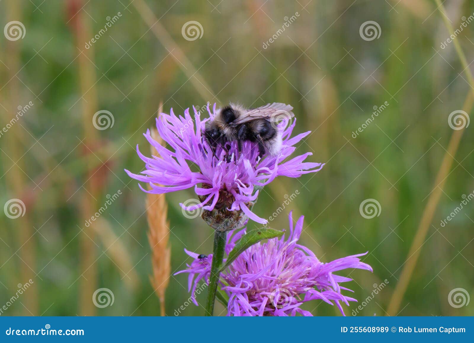greater knapweed centaurea scabiosa purple flower with bumblebee